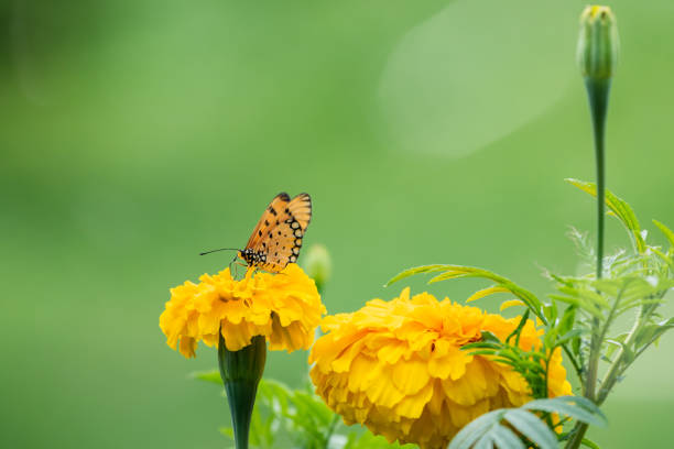 istock Beautiful butterfly perched on marigold flower 1089196828