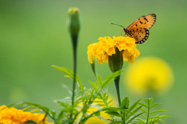 istock Beautiful butterfly perched on marigold flower 1089196830