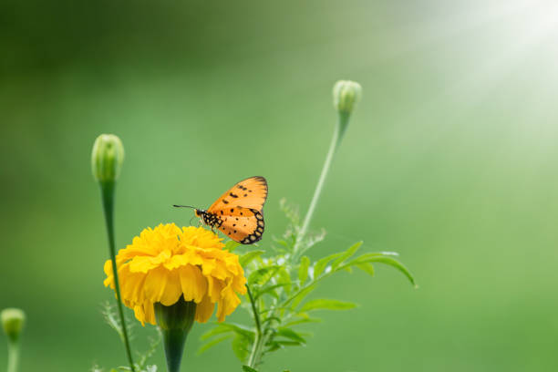 istock Beautiful butterfly perched on marigold flower 1089196852