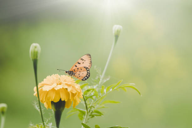istock Beautiful butterfly perched on marigold flower 1089196854
