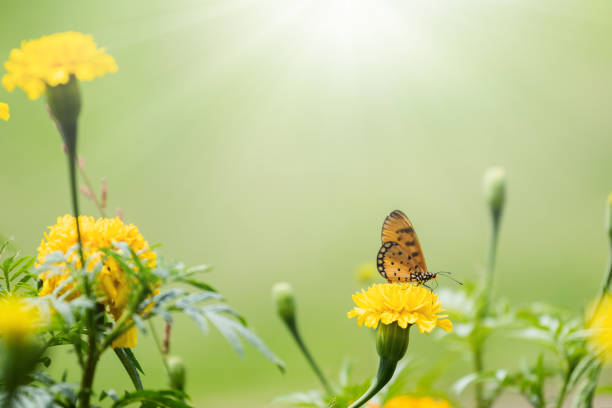 istock Beautiful butterfly perched on marigold flower 1089196868