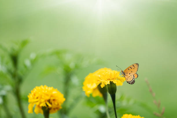 istock Beautiful butterfly perched on marigold flower 1089196962