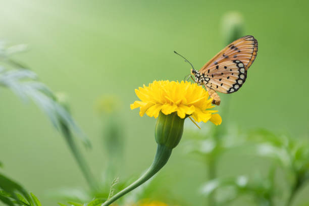 istock Beautiful butterfly perched on marigold flower 1089197098