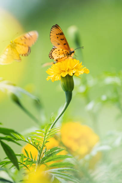 istock Beautiful butterfly perched on marigold flower 1089197158