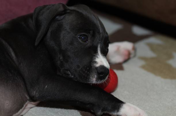 istock Lucky the puppy 1089199288