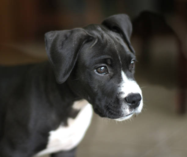 istock Lucky the puppy 1089199308