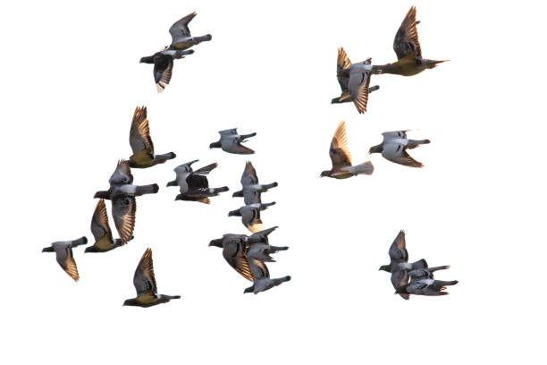 istock flying flock of speed racing pigeon isolate white background 1089205924