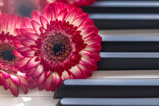 istock Flowers on a Piano Keyboard 1089209034