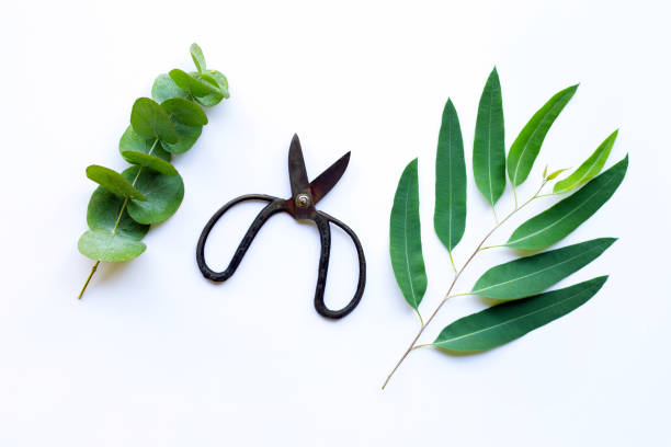 istock Branches of eucalyptus and vintage scissors on white. 1089212646