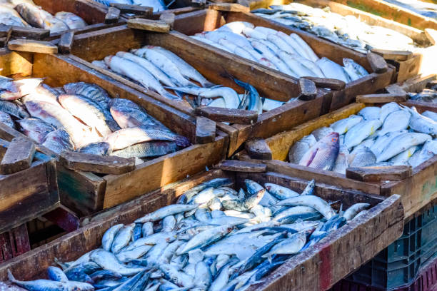istock Different fish on fish market in a Hurghada city, Egypt 1089213868