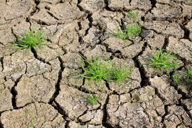 istock plant and parched land 1089214186