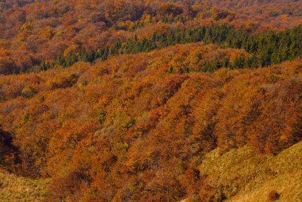 istock Autumn in the primeval forest. Bieszczady Mountains. 1089214308