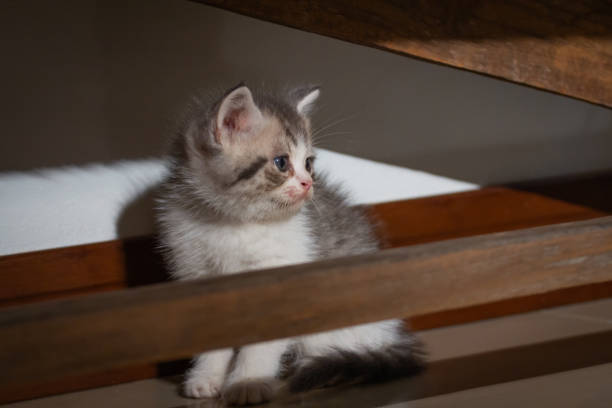 Cute scottish fold kitten