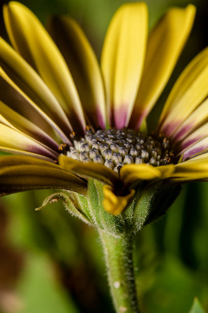 zentrieren sie gelbe gerbera daisy lila, lila blütenblatt mit stiel sichtbar und auge im fokus - gerbera daisy stem flower head pink stock-fotos und bilder