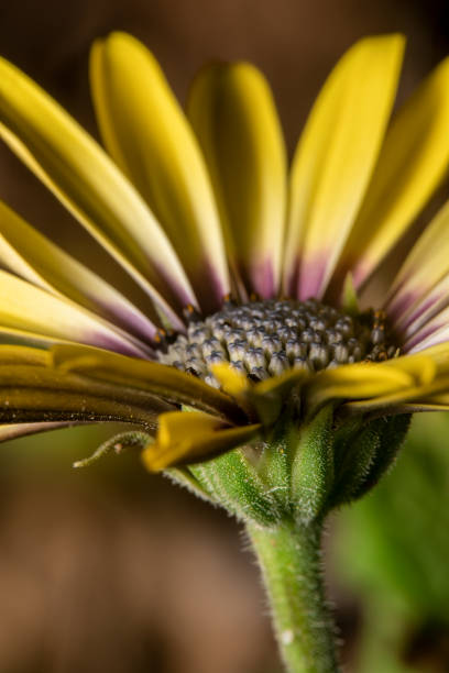 mit dem titel gelben gerbera daisy lila zentrum, violette blütenblatt mit stiel sichtbar und auge im fokus - gerbera daisy stem flower head pink stock-fotos und bilder