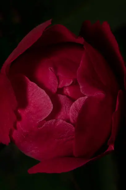 Red Rose about to blossom with black background- artistic