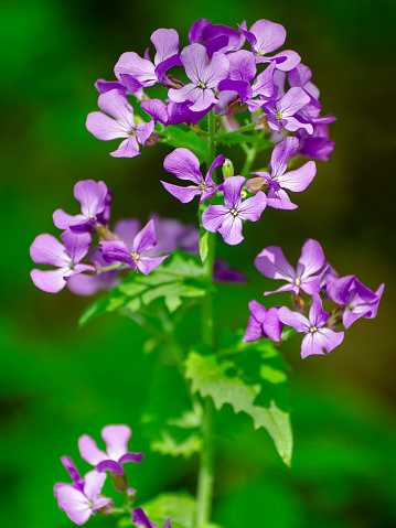 Purple flowers of dame's rocket, Hesperis matronalis. Holland, Michigan, USA.