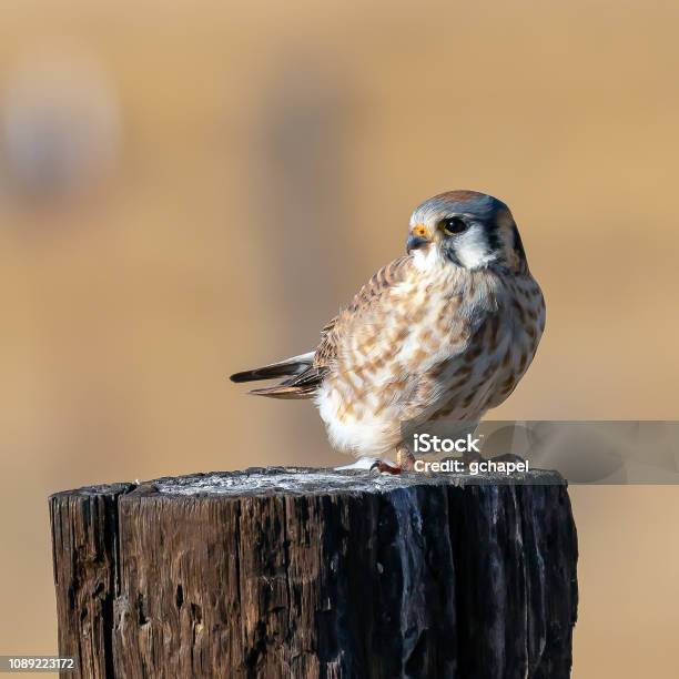 American Kestrel Perched On A Post Stock Photo - Download Image Now