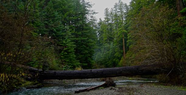 istock Humboldt County Natural Bridge 1089223366