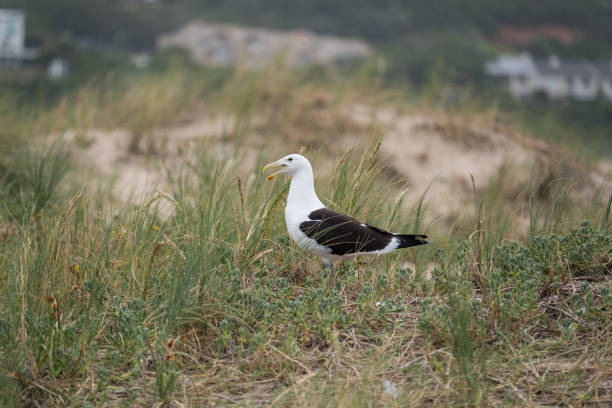 istock Seagull sitting in the grass on the dunes 1089224734