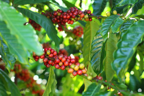 Chicchi di caffè verde nella piantagione di caffè. Vietnam. - foto stock