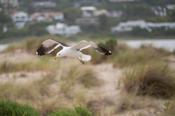 A seagull comes in to land in the fine grass on the sand dunes