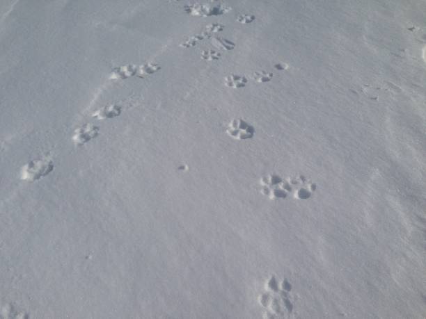 istock Paw prints in the snow 1089229518