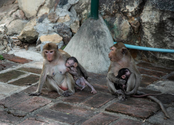 istock Daily monkey business 1089231560