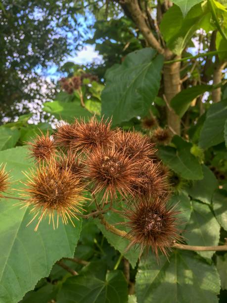istock Beautiful brown flowers 1089231762
