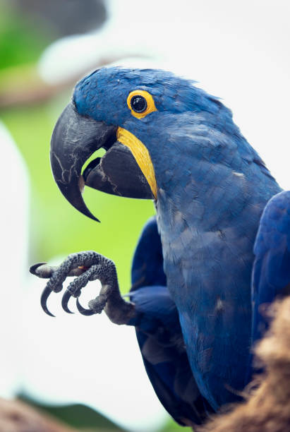 istock hyacinth makaw bird eating a peanut 1089232012