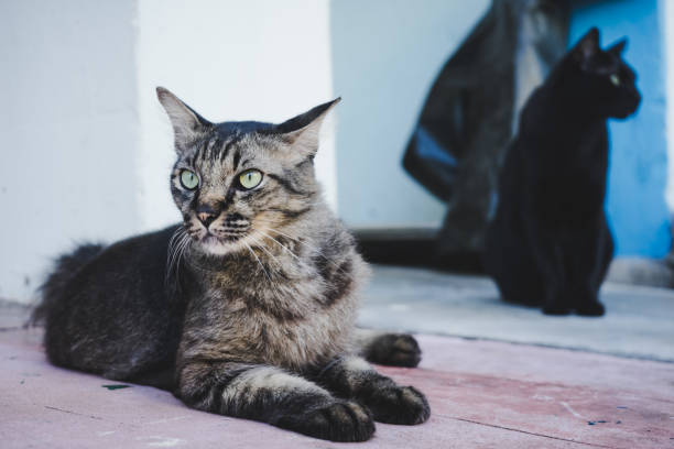 istock Cat siting on the street with blurred cat in background. 1089237060