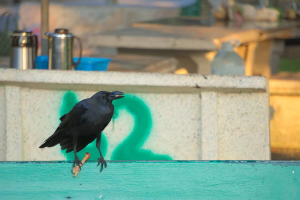 A funny, yet disturbing site of a cannibalistic black crow with a beak full of fried chicken, on a park bench. A funny, yet disturbing site of a cannibalistic black crow with a beak full of fried chicken, and bone in its talon, on a park bench, in Bangkok, Thailand. raven corvus corax bird squawking stock pictures, royalty-free photos & images
