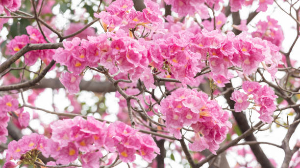 istock Pink flower and tree branch blur nature background 1089241342