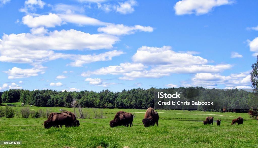 A herd of buffalo graze on a beautiful summer day with blue sky in a green field, visible to those while driving through Omega Park outside of Montebello, Quebec, Canada. Canada Stock Photo