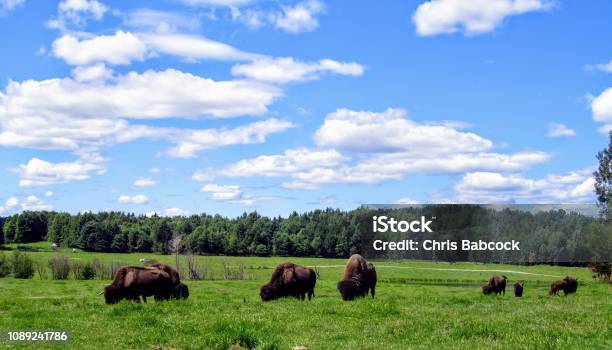A Herd Of Buffalo Graze On A Beautiful Summer Day With Blue Sky In A Green Field Visible To Those While Driving Through Omega Park Outside Of Montebello Quebec Canada Stock Photo - Download Image Now