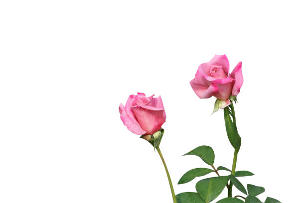 istock Two pink rose flowers  isolated on white background 1089241836