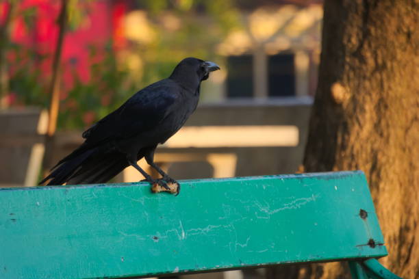 Looking away at the beautiful scenery, a disturbing cannibalistic black crow carries fried chicken in its talon, on a park bench. Looking away at the beautiful scenery, a disturbing cannibalistic black crow carries fried chicken in its talon, on a park bench, in Bangkok, Thailand. raven corvus corax bird squawking stock pictures, royalty-free photos & images