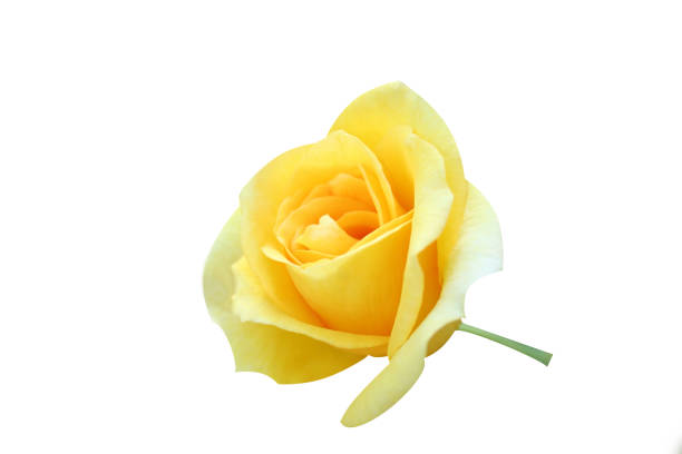 istock Yellow roses on white background 1089243426