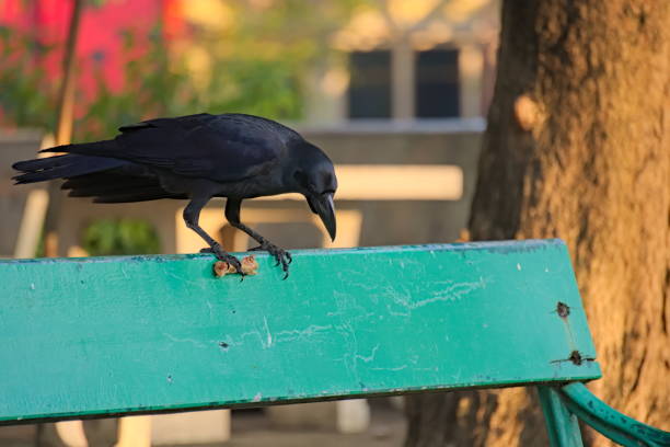 Eying its disturbingly delicious bounty, a cannibalistic black crow carries fried chicken in its talon, on a park bench. Eying its disturbingly delicious bounty, a cannibalistic black crow carries fried chicken in its talon, on a park bench, in Bangkok, Thailand. raven corvus corax bird squawking stock pictures, royalty-free photos & images