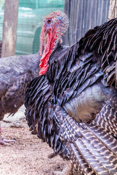 istock Close up of an old turkey 1089247854