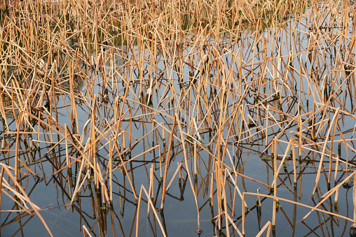 Reeds along the shores