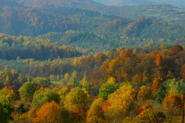 forest landscape