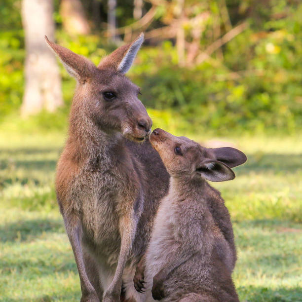 istock Young kangaroo kisses mother. 1089253304