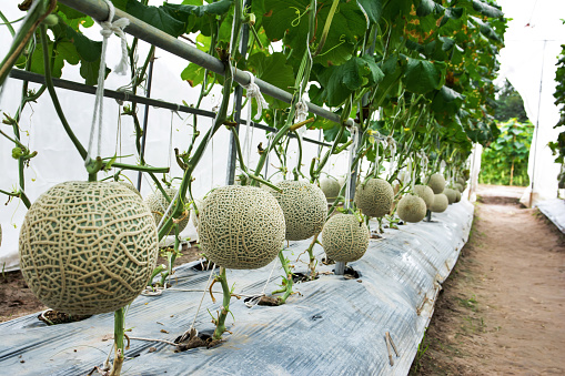 Green melon or Japanese cantaloupe in farm background. Green cantaloupe melon growing in plastic flowerpot agriculture