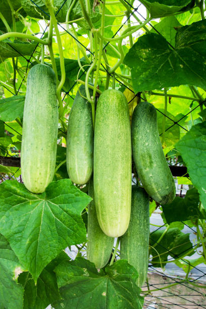 istock Closeup cucumber growing at farm background 1089255414