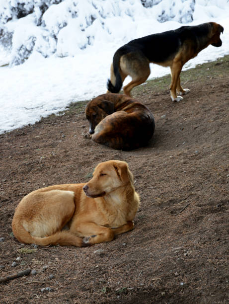 istock street dogs sitting 1089256740