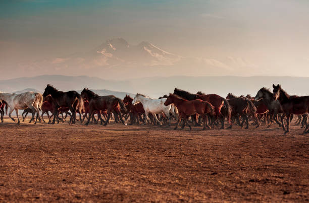 istock Horse Shepherd and his Wild Horses 1089257020