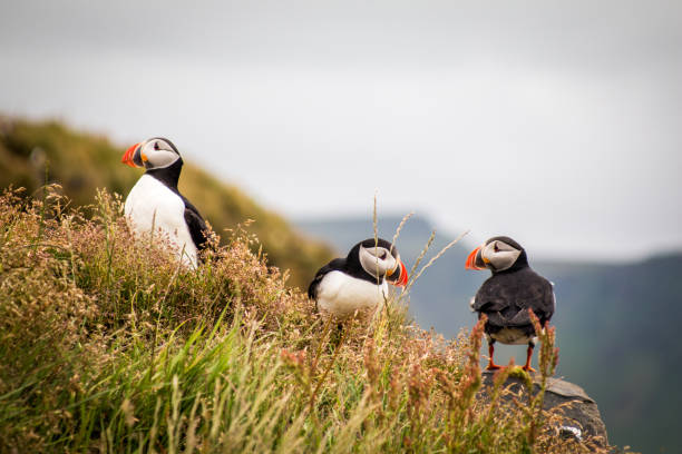 istock 3 three Puffins bird in Iceland 1089259464
