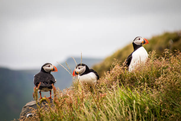 istock 3 three Puffins bird in Iceland 1089259698