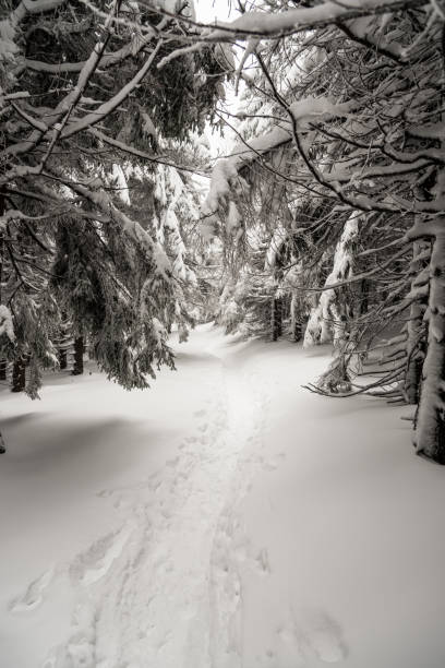 snow covered hiking trail in winter forest near Malchor hill in Moravskoslezske Beskydy mountains in Czech republic snow covered hiking trail in winter forest near Malchor hill on Lysa hora mountain groupin Moravskoslezske Beskydy mountains in Czech republic moravian silesian beskids photos stock pictures, royalty-free photos & images